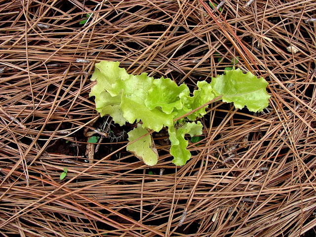 MacrOlhar - São Francisco de Paula